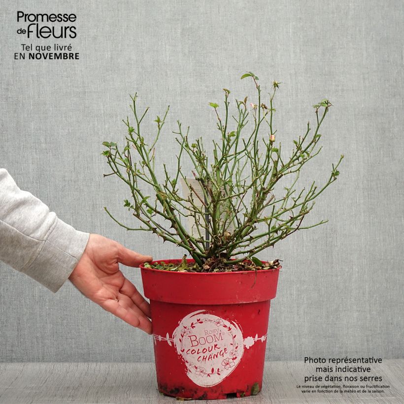 Spécimen de Rosier arbustif Rosy Boom Colour Change Pot de 6L/7L tel que livré en automne