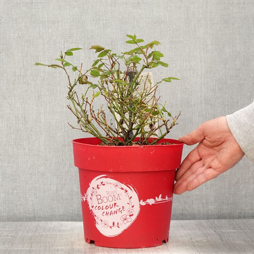 Spécimen de Rosier arbustif Rosy Boom Colour Change - Pot de 6L/7L tel que livré au printemps