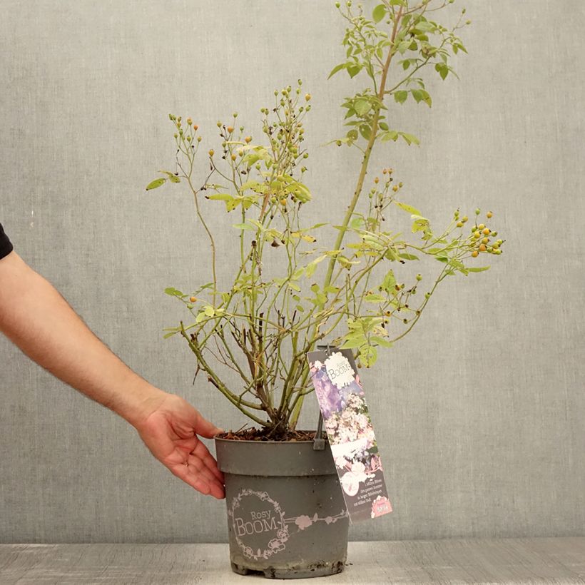 Spécimen de Rosier arbustif Rosy Boom Dynamic Hip Hop  Pot de 6L/7L tel que livré en été