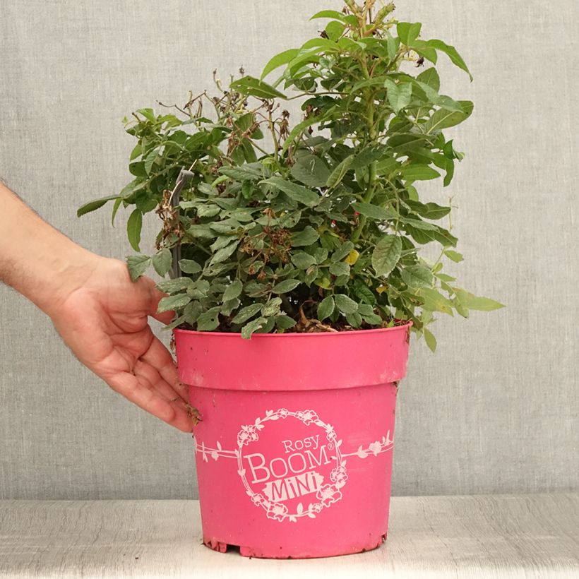 Spécimen de Rosier arbustif Rosy Boom Mini Pot de 6L/7L tel que livré en été