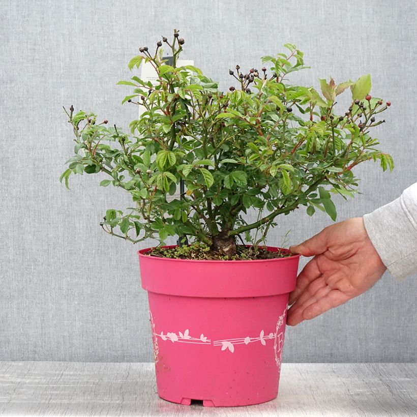 Spécimen de Rosier arbustif Rosy Boom Mini - Pot de 6L/7L tel que livré au printemps