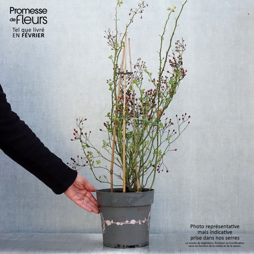 Spécimen de Rosier arbustif Rosy Boom Rose (Abellio Spaniuc) Pot de 6L/7L tel que livré en hiver