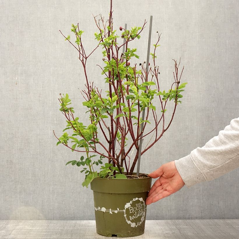 Spécimen de Rosier arbustif Rosy Boom Rose (Abellio Spaniuc) - Pot de 6L/7L tel que livré au printemps