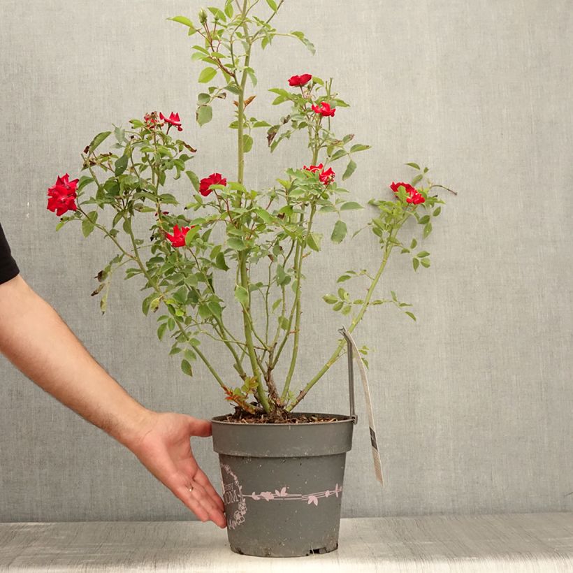 Spécimen de Rosier arbustif Rosy Boom rouge La Belle Rouge Pot de 6L/7L tel que livré en été