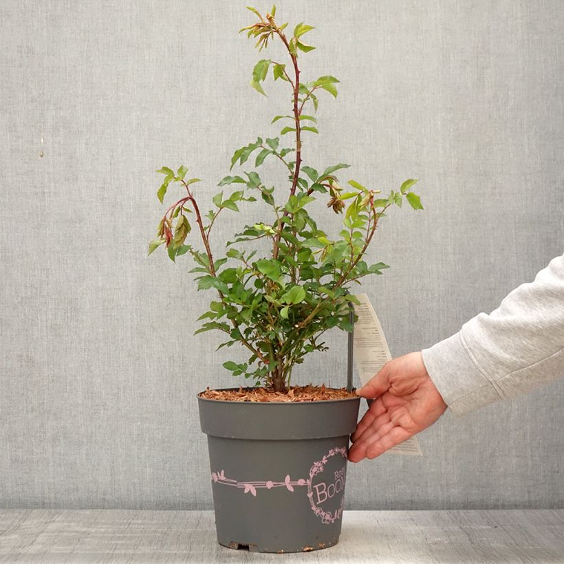 Spécimen de Rosier arbustif Rosy Boom rouge La Belle Rouge - Pot de 6L/7L tel que livré au printemps