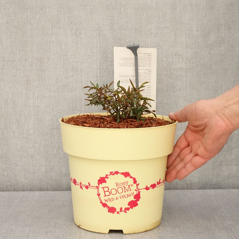 Spécimen de Rosier arbustif Rosy Boom Wild and Freaky - Pot de 6L/7L tel que livré au printemps