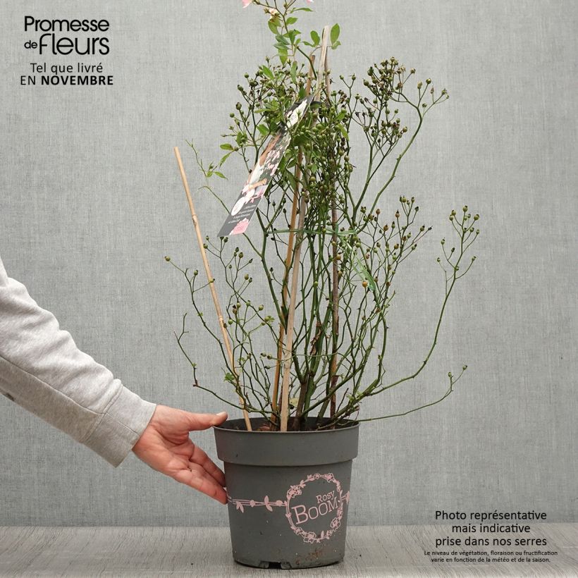 Spécimen de Rosier arbustif Rosy Boom Wildlife Pot de 6L/7L tel que livré en automne