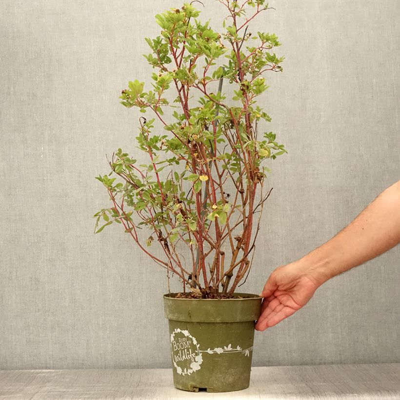 Spécimen de Rosier arbustif Rosy Boom Wildlife Pot de 6L/7L tel que livré en été