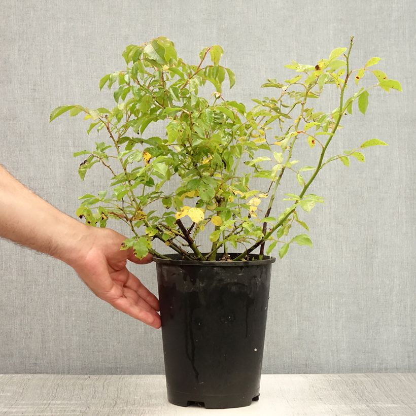 Spécimen de Rosier arbustif Rosy Cushion Pot de 4L/5L tel que livré en été