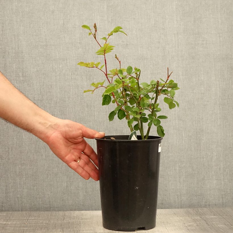 Spécimen de Rosier arbustif Rosy Purple - Pot de 4L/5L tel que livré au printemps