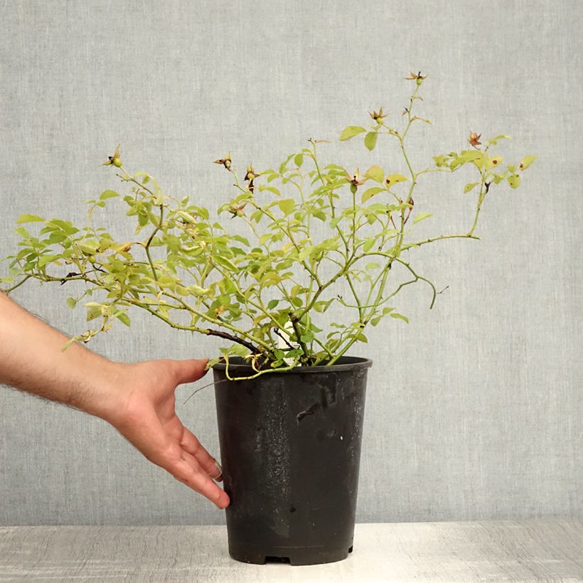 Spécimen de Rosier arbustif Rouge Meillandécor Pot de 2L/3L tel que livré en été