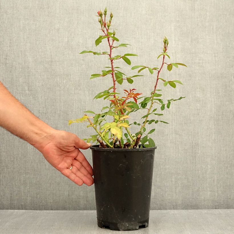 Spécimen de Rosier arbustif Rush Pot de 4L/5L tel que livré en été