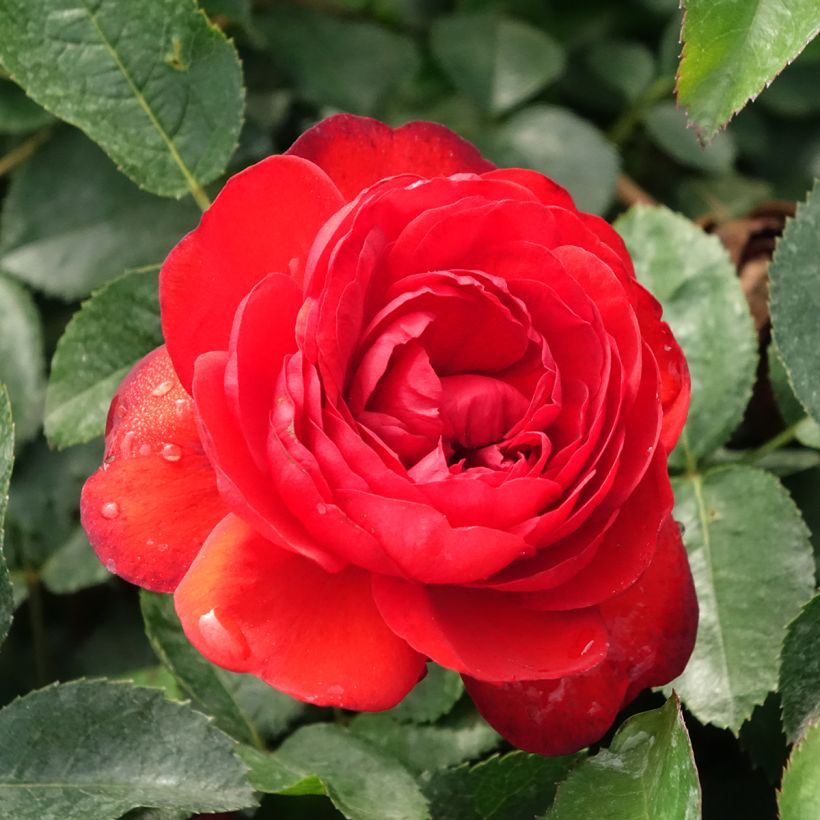 Rosier arbustif Scarlet Bonica (Floraison)