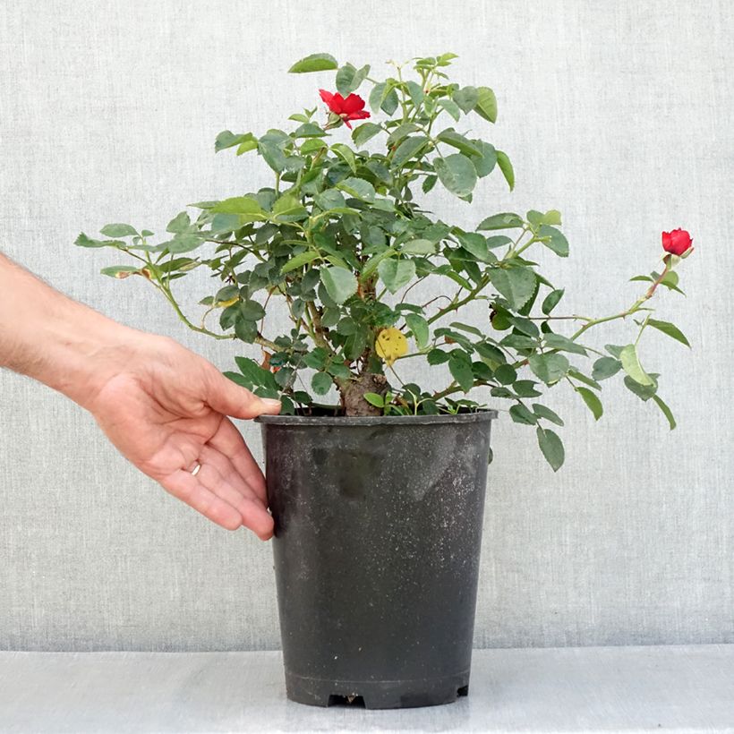 Spécimen de Rosier arbustif Scarlet Bonica Pot de 4L/5L tel que livré en été