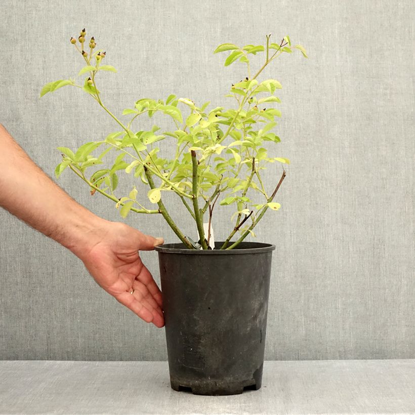 Spécimen de Rosier arbustif Schubert Pot de 4L/5L tel que livré en été