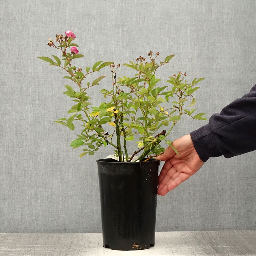 Spécimen de Rosier arbustif Sibelius Pot de 4L/5L tel que livré en été