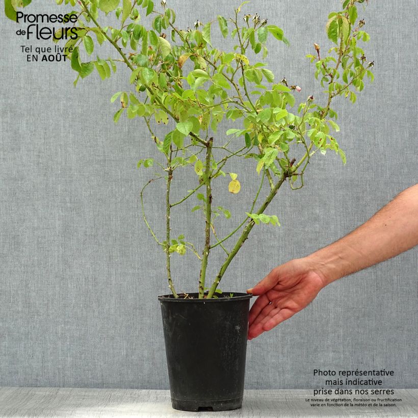 Spécimen de Rosier arbustif Smarty Pot de 4L/5L tel que livré en été