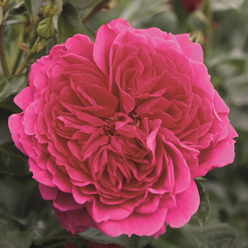 Rosier arbustif Soul (Floraison)