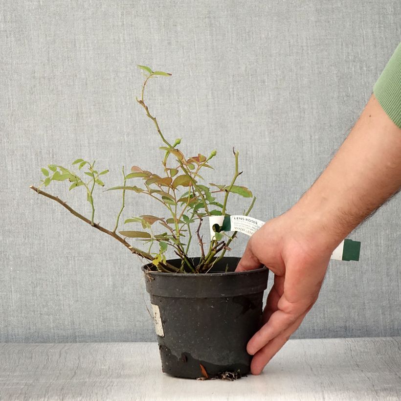 Spécimen de Rosier arbustif Twins Pot de 1L/1,5L tel que livré en été