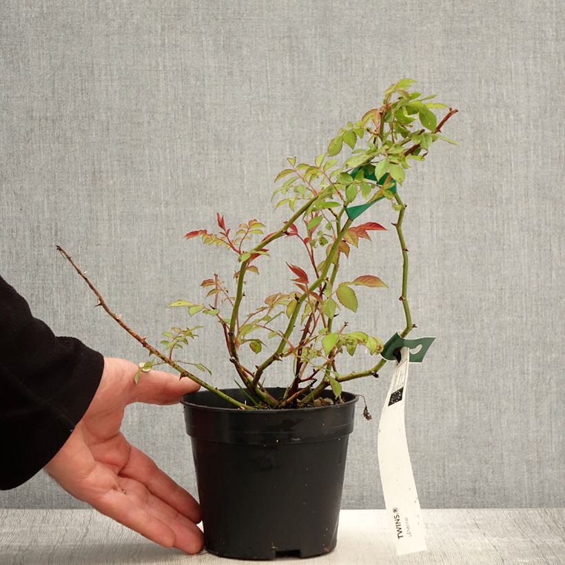 Spécimen de Rosier arbustif Twins - Pot de 1L/1.5L tel que livré au printemps
