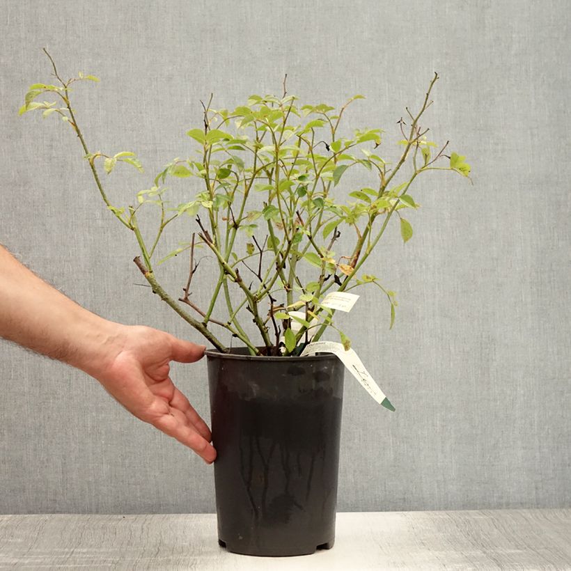 Spécimen de Rosier arbustif Vif Eclat Pot de 4L/5L tel que livré en été