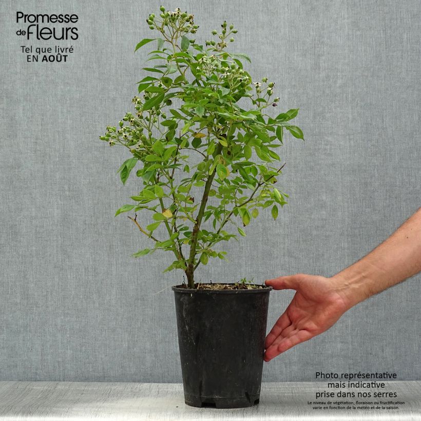 Spécimen de Rosier arbustif Waterloo Pot de 4L/5L tel que livré en été