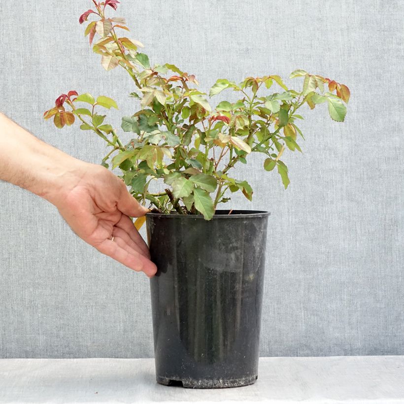 Spécimen de Rosier arbustif Westerland Pot de 4L/5L tel que livré en été