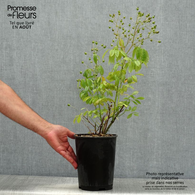 Spécimen de Rosier arbustif White Magic Pot de 4L/5L tel que livré en été