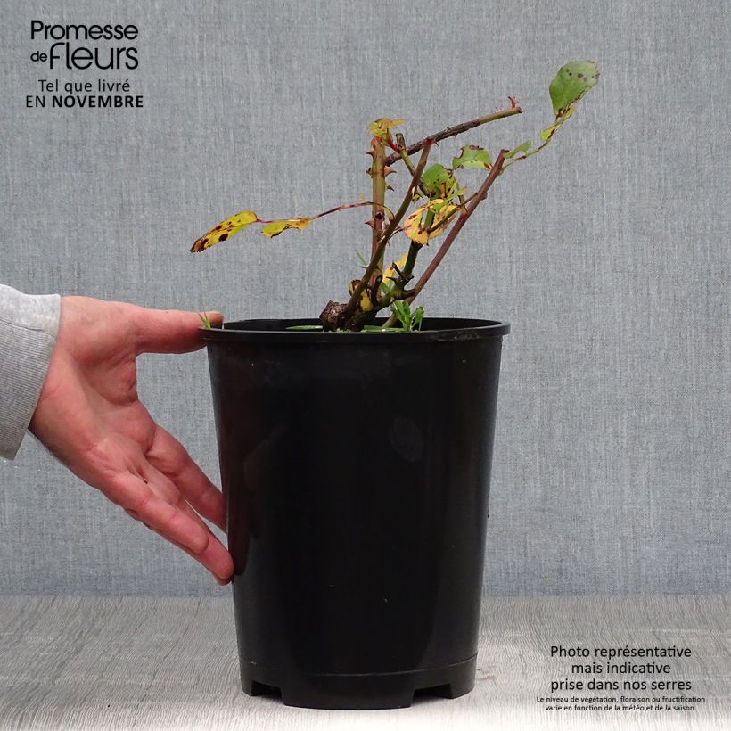 Spécimen de Rosier arbustif Yann Arthus-Bertrand Pot de 4L/5L tel que livré en automne