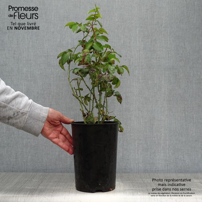 Spécimen de Rosier Baronne Prévost Pot de 4L/5L tel que livré en automne