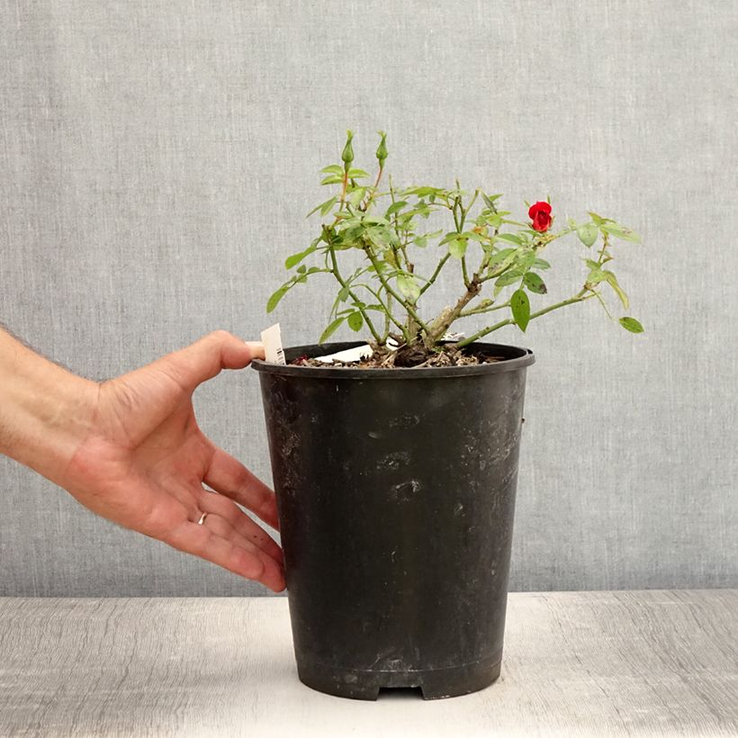Spécimen de Rosier Bee's Paradise Light Red Pot de 3L/4L tel que livré en été