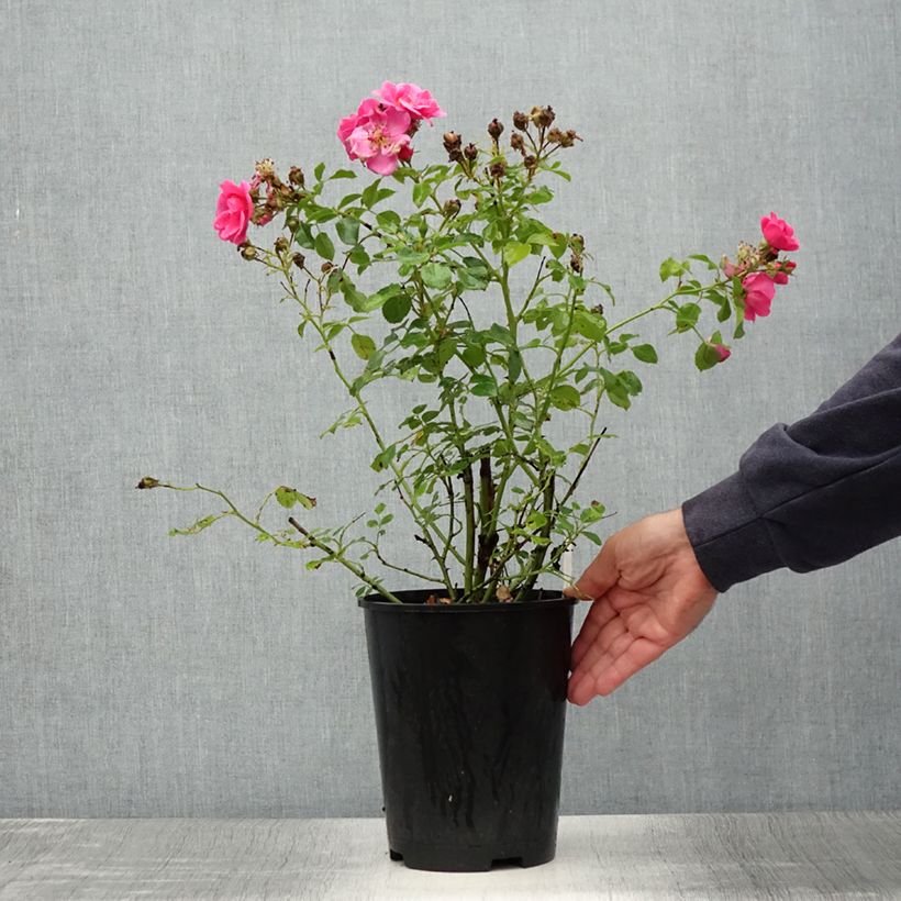 Spécimen de Rosier Bees Paradise Pink  Pot de 3L/4L tel que livré en été