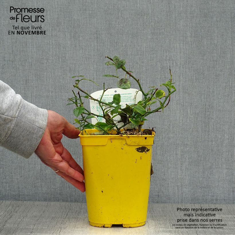 Spécimen de Rosier Bees Paradise Ivory Pot de 3L/4L tel que livré en automne