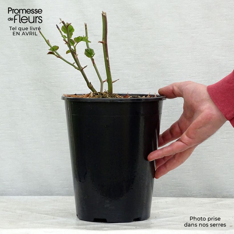 Spécimen de Rosier à fleurs groupées Bentheimer Gold en pot de 3L tel que livré au printemps
