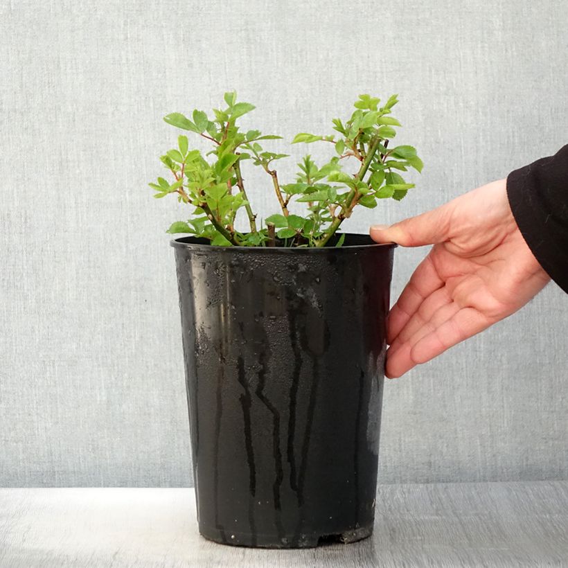 Spécimen de Rosier Bleu Magenta - Rosier grimpant ancien - Pot de 4L/5L tel que livré au printemps