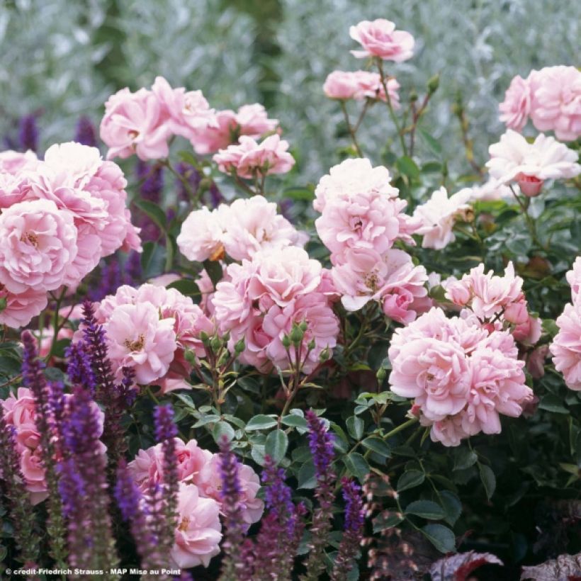 Rosier arbustif Bonica (Floraison)