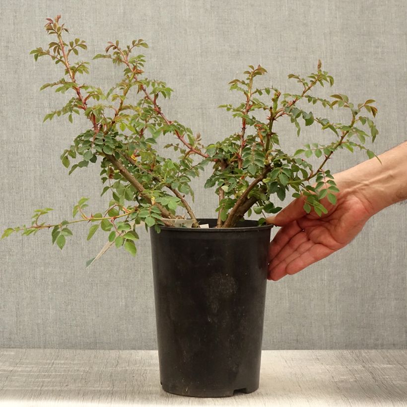 Spécimen de Rosier botanique pendulina Bourgogne - en pot de 4L/5L tel que livré au printemps