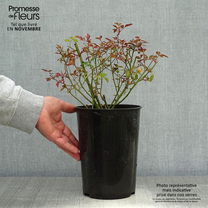Spécimen de Rosier botanique - Rosa chinensis Mutabilis Pot de 2L/3L, Qualité 2 branches, Sur propres racines ( non greffé) tel que livré en automne
