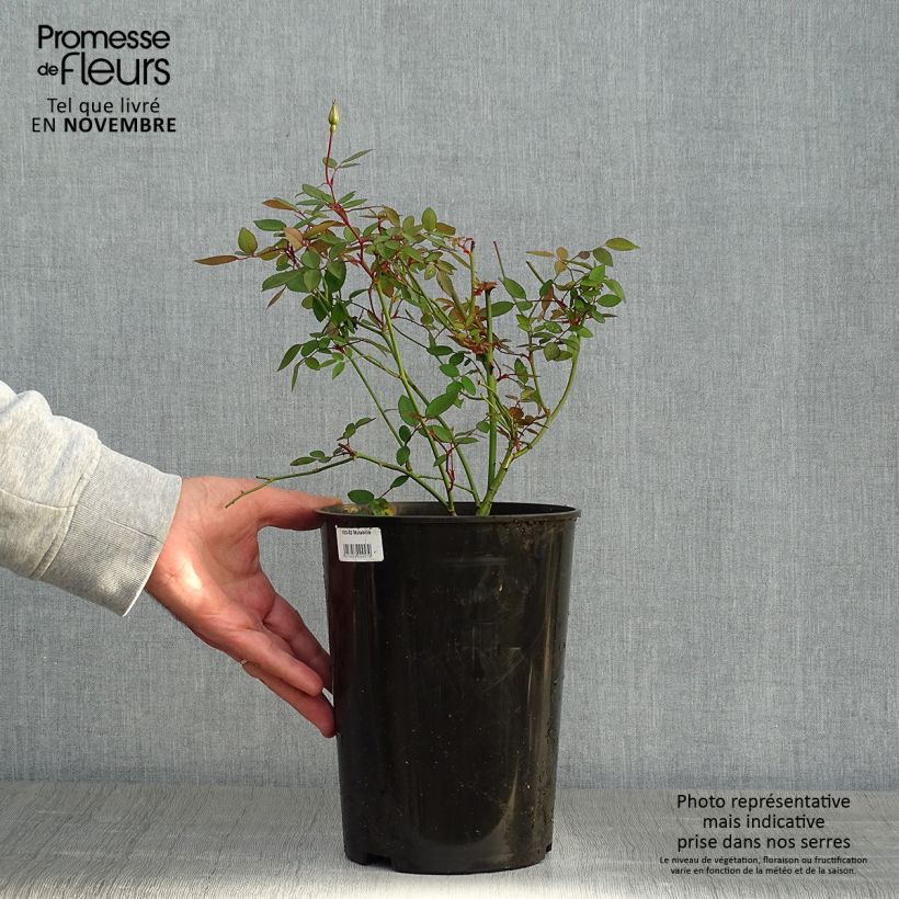 Spécimen de Rosier botanique - Rosa chinensis Mutabilis Pot de 4L/5L, Qualité 2 branches, Sur propres racines ( non greffé) tel que livré en automne