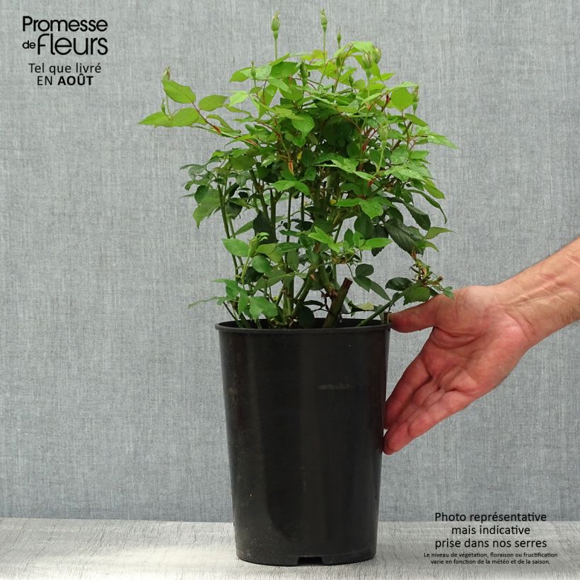 Spécimen de Rosier botanique - Rosa chinensis Viridiflora - Rose verte Pot de 4L/5L, Qualité 2 branches tel que livré en été