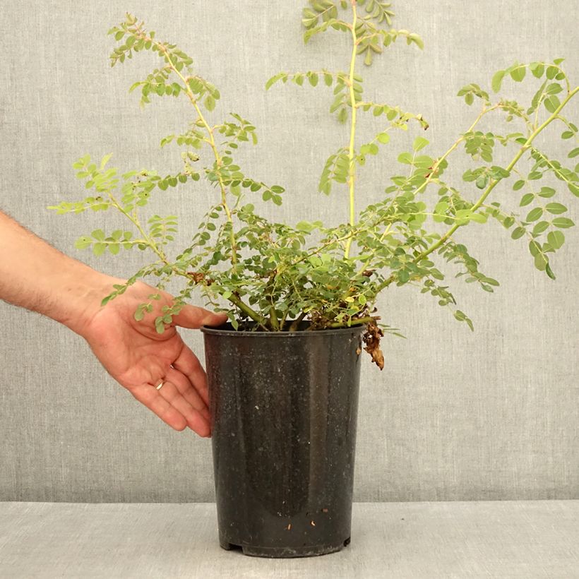 Spécimen de Rosier botanique - Rosa moyesii Geranium Pot de 3L/4L, Qualité 2 branches, Sur propres racines ( non greffé) tel que livré en été