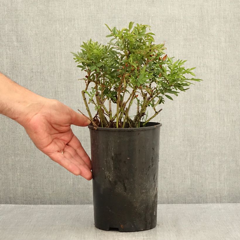 Spécimen de Rosier botanique - Rosa nitida Pot de 2L/3L, Qualité 2 branches tel que livré en été