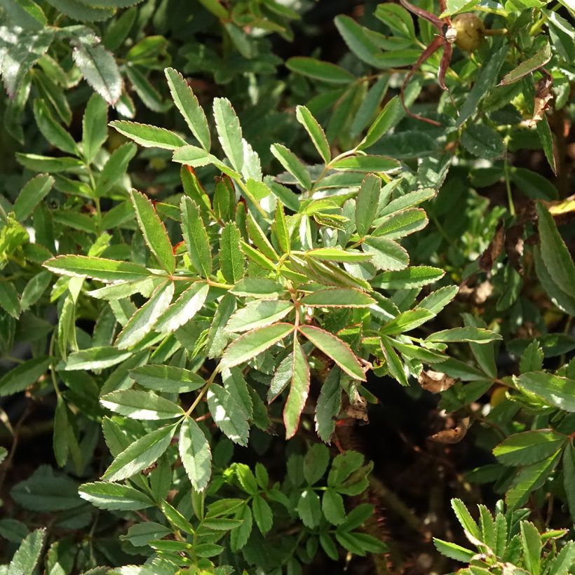 Rosier botanique - Rosa nitida (Feuillage)