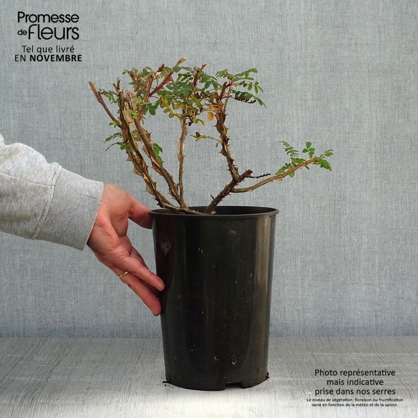 Spécimen de Rosier botanique - Rosa omeiensis Pteracantha Pot de 4L/5L, Qualité 2 branches tel que livré en automne