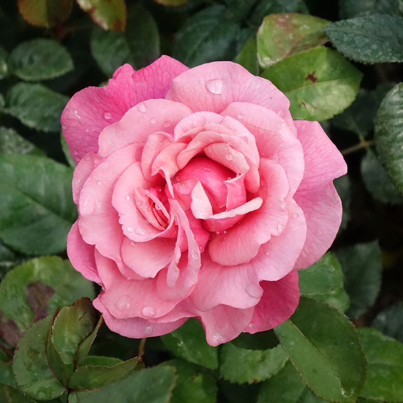 Rosier buisson à grandes fleurs La Gaité Tan 13522 (Floraison)