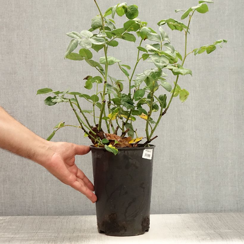 Spécimen de Rosier buisson Eisvogel Pot de 4L/5L tel que livré en été