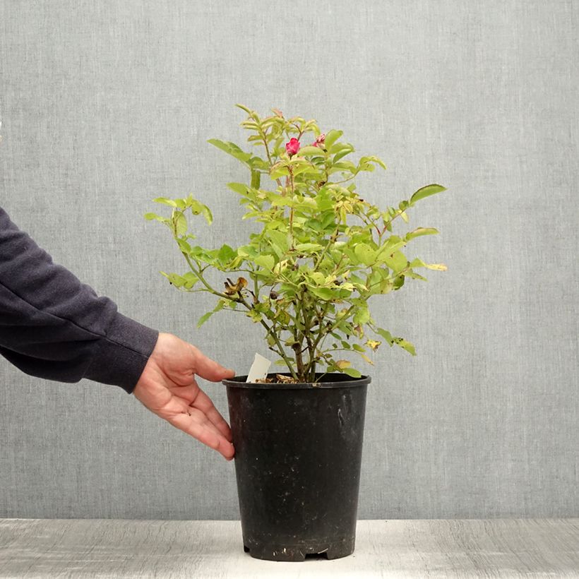 Spécimen de Rosier buisson Kaffe Fassett Pot de 2L/3L tel que livré en été