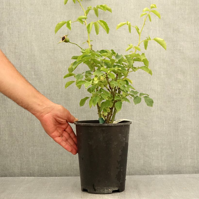 Spécimen de Rosier buisson Pascali Pot de 4L/5L tel que livré en été