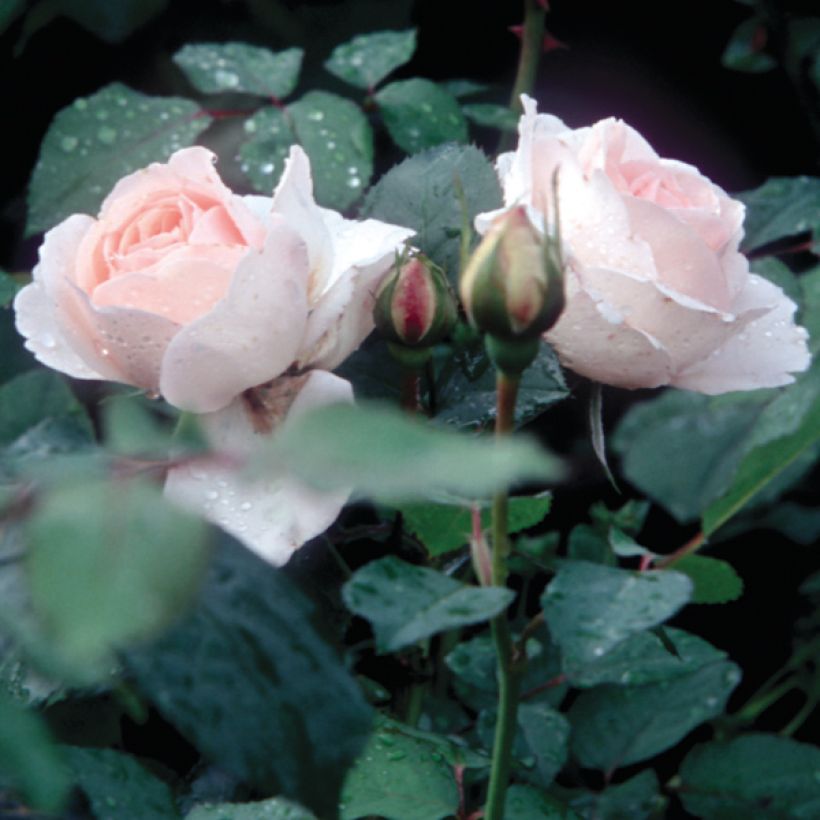 Rosier à grandes fleurs Clair Renaissance (Feuillage)