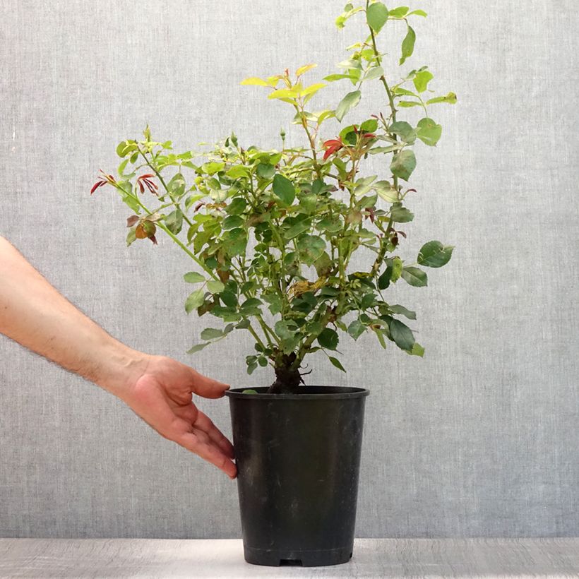 Spécimen de Rosier couvre-sol Amber Sun Pot de 2L/3L tel que livré en été